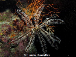 Savigny's feather star inside a reef crevice by Laura Dinraths 